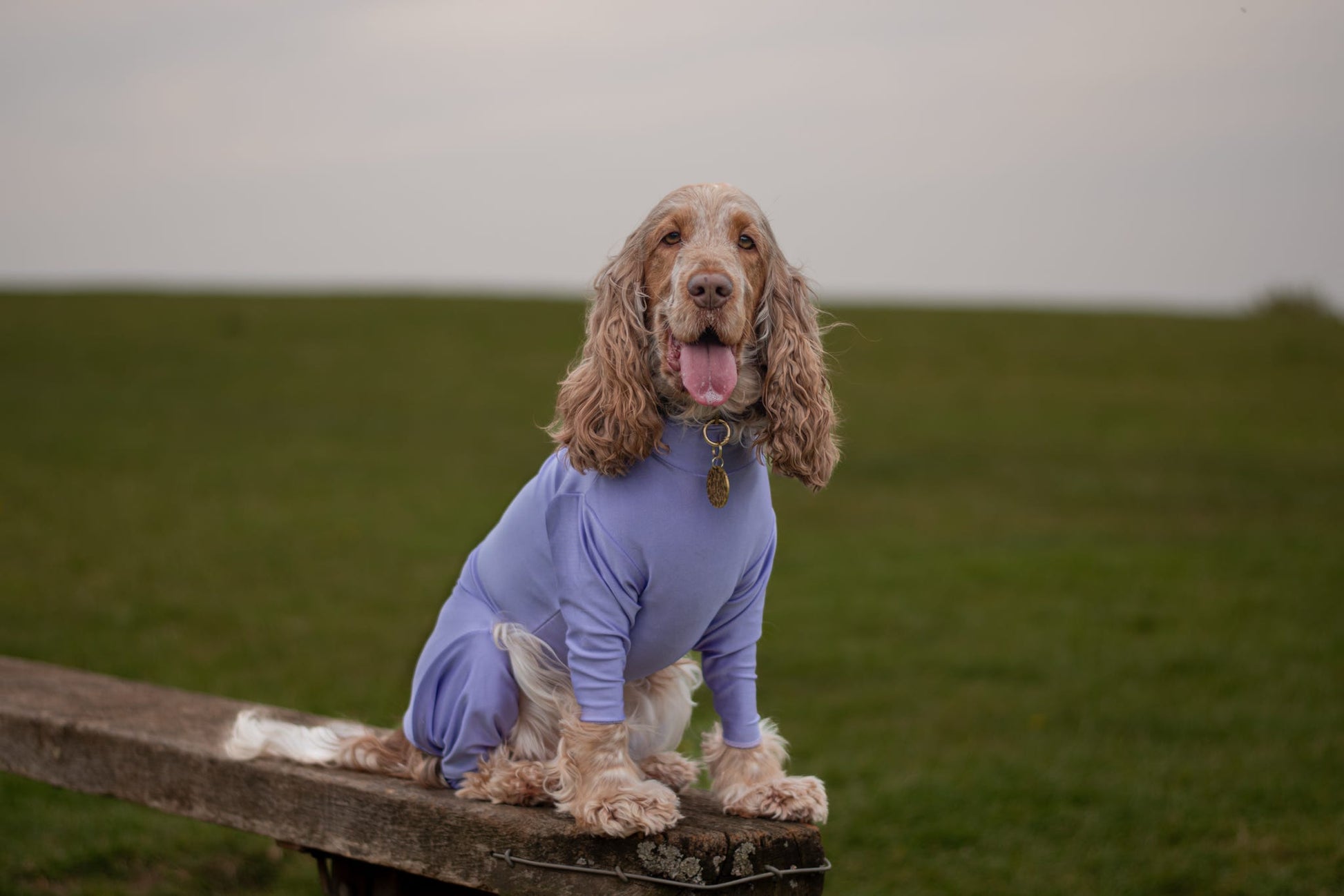 Dog in lilac waterproof summer suit