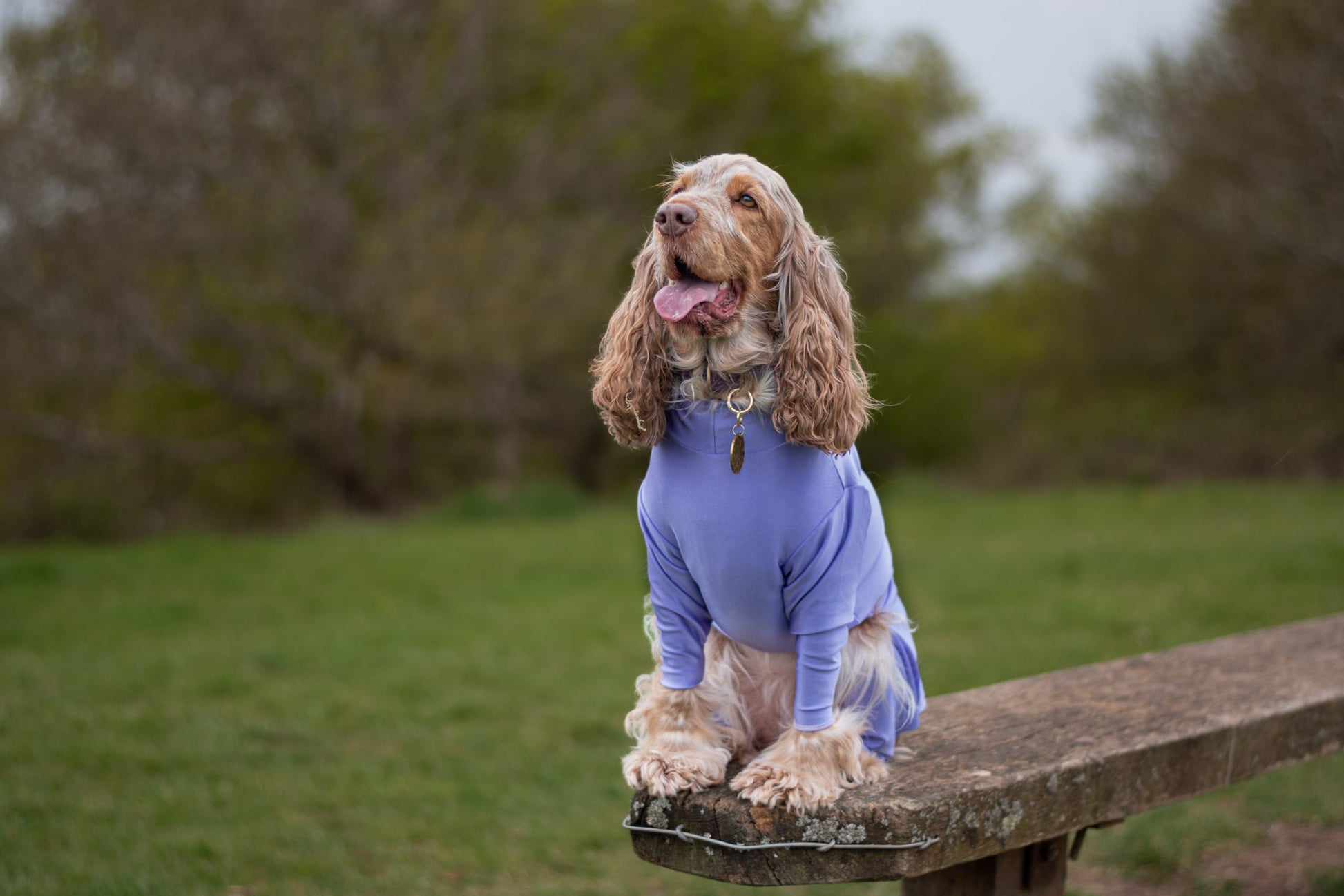 Cocker spaniel in purple 4 leg summer suit