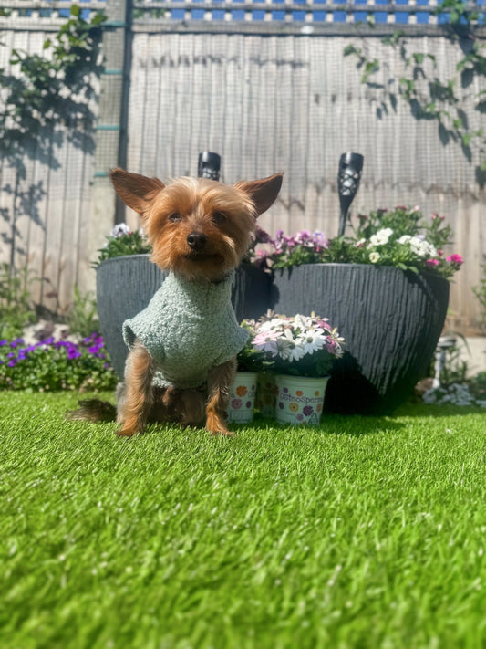 Small yorkie wearing our sage green teddy borg tankie