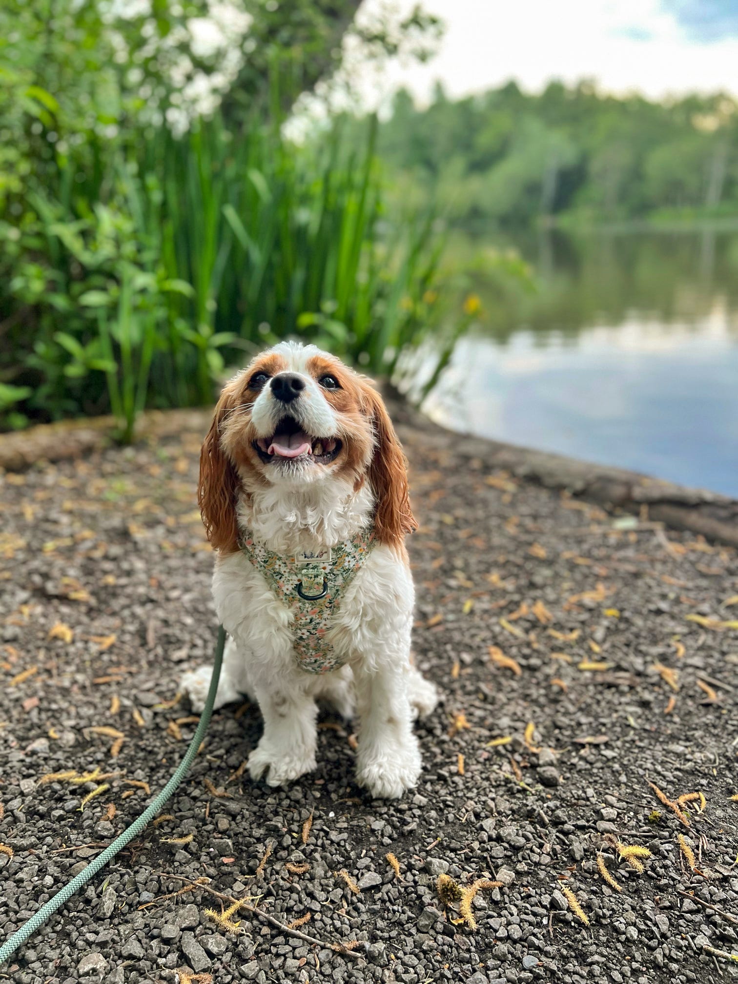 Cavalier in our medium size pretty floral adjustable harness