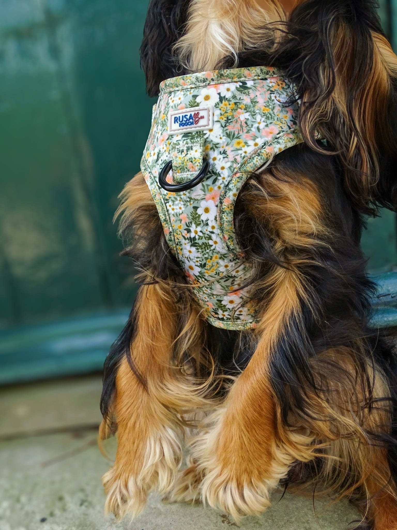 Cavalier wearing our green flowery ready to ship harness