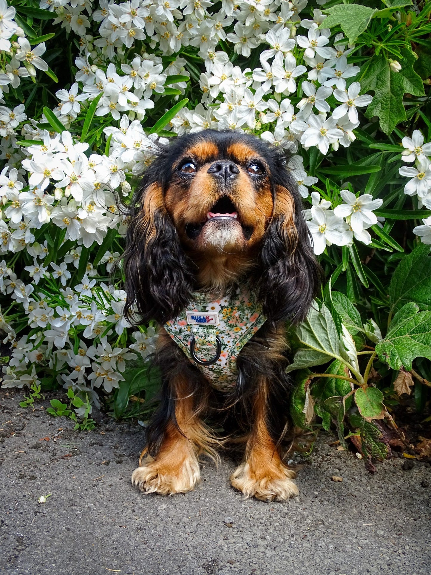 Cavalier in our xs size green floral adjustable harness
