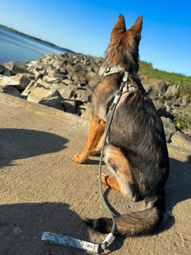 German shephers in our large green flower print adjustable harness