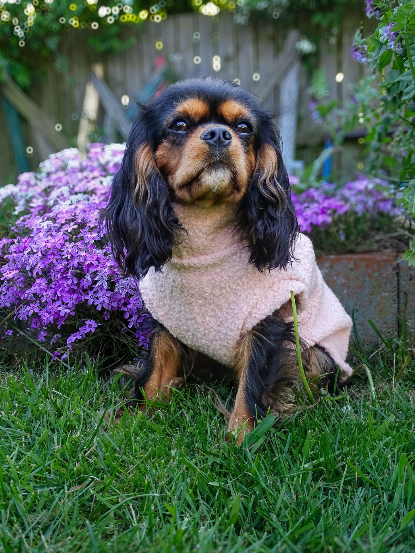 Cavalier wearing our peachy pink sleeveless teddy fleece