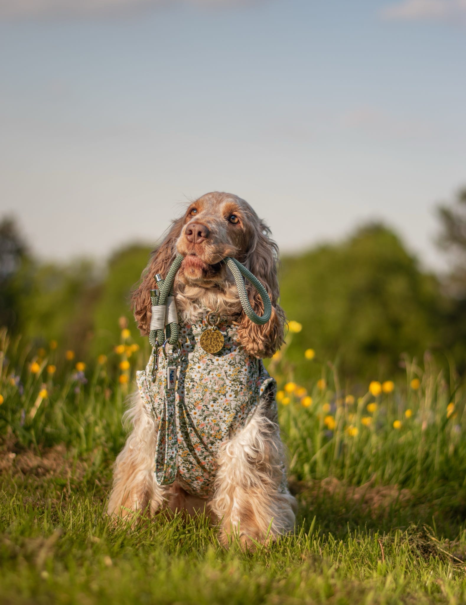 Cocker spaniel wearing our soak and wear summer cool tankies