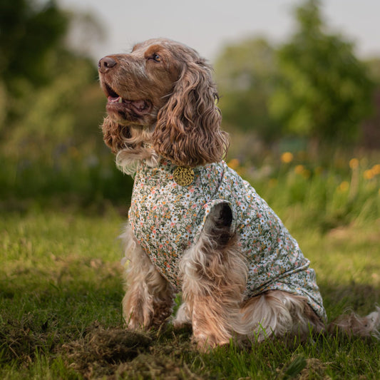 Cocker spaniel wearing our sleeveless dog cooling tee
