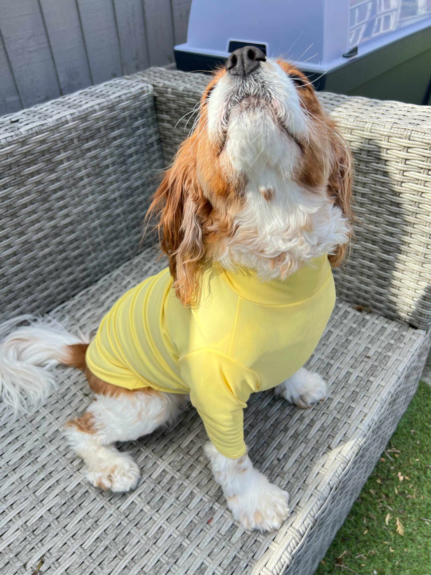 Cavalier wearing UV protection yellow summer top