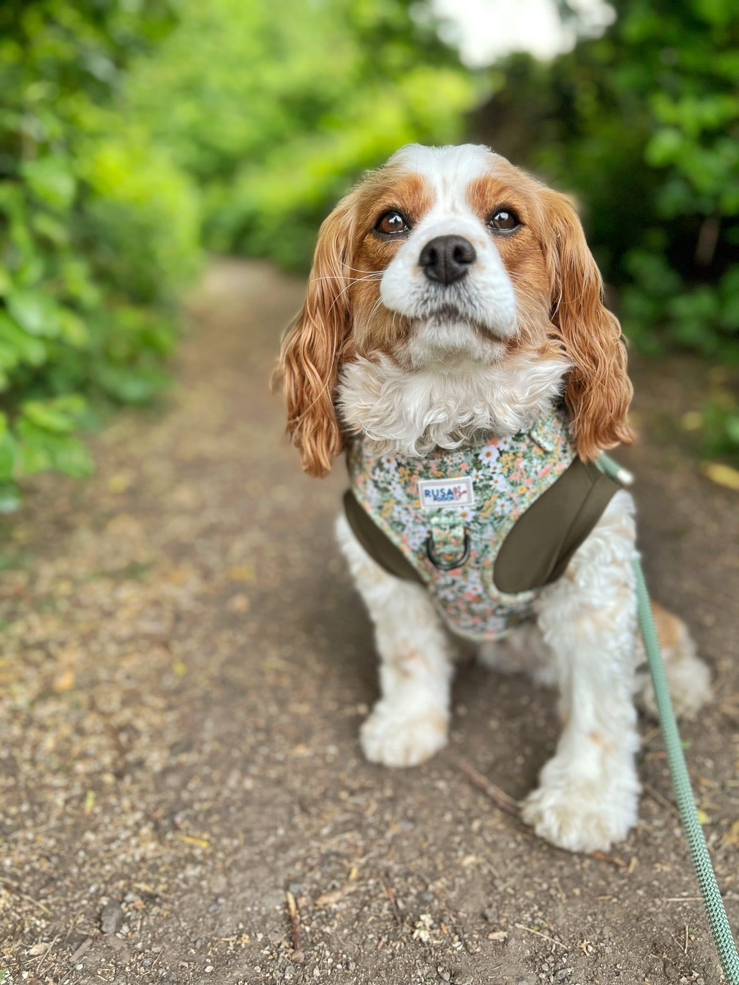 Spaniel wearing size medium green floral harness and green stretchy tankie