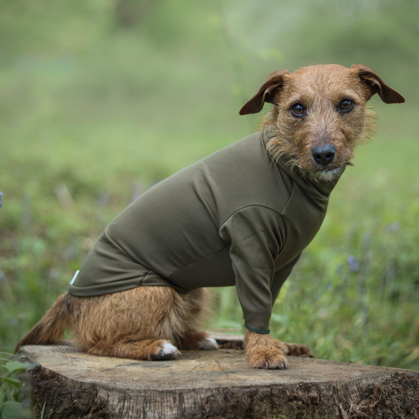 Small terrier wearing two legged green waterproof dog tee