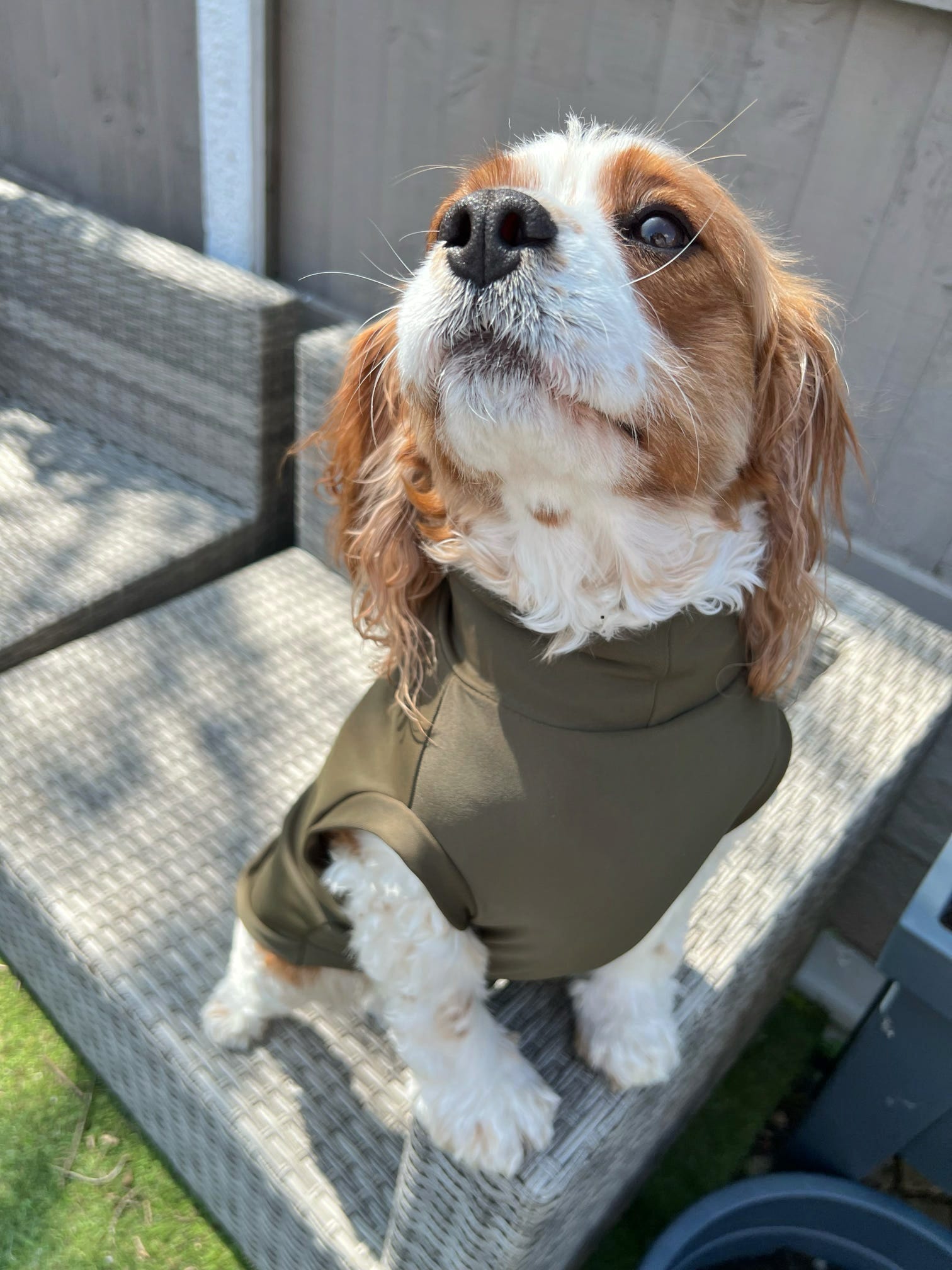 Cavalier wearing tick and flea resistant green summer tankie