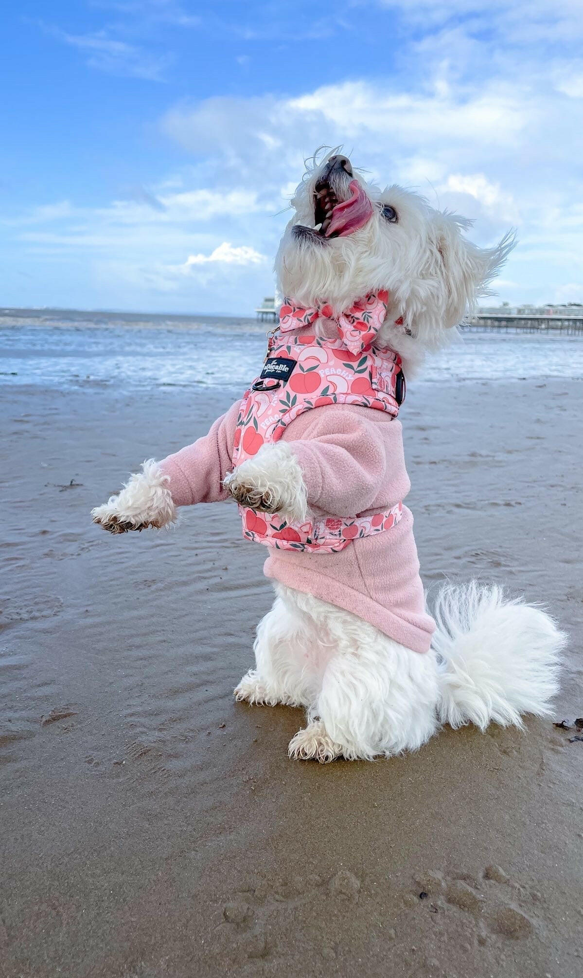 Fluffy white dog in peach fleece