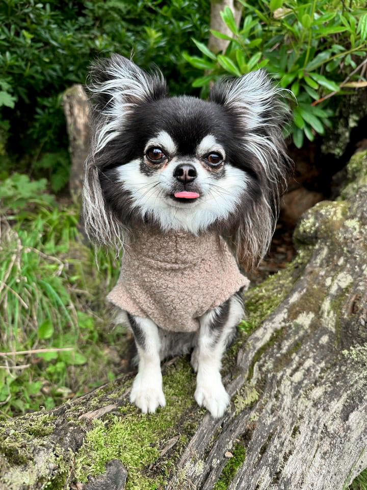 Chihuahua in beige tankie fleece