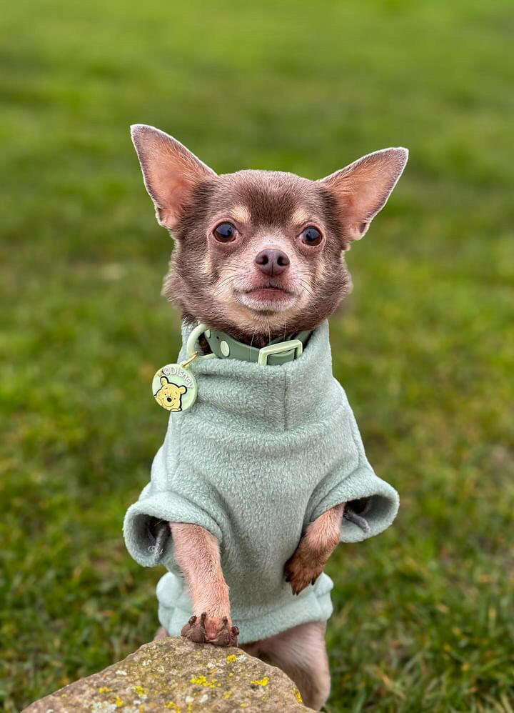 Chihuahua in sage tankie fleece