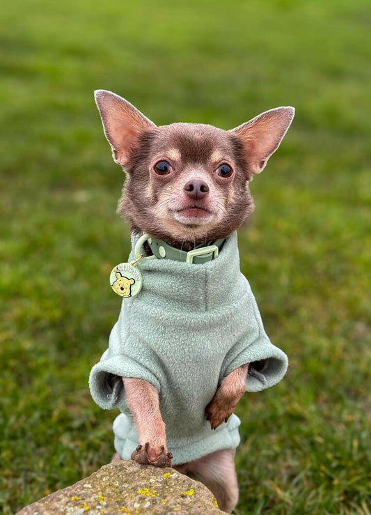 Chihuahua in sage tankie fleece