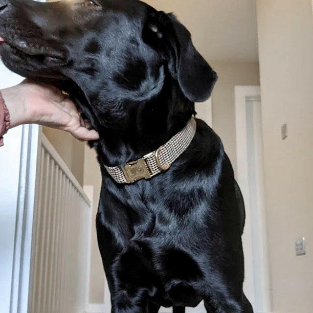 Labrador wearing brown houndstooth collar