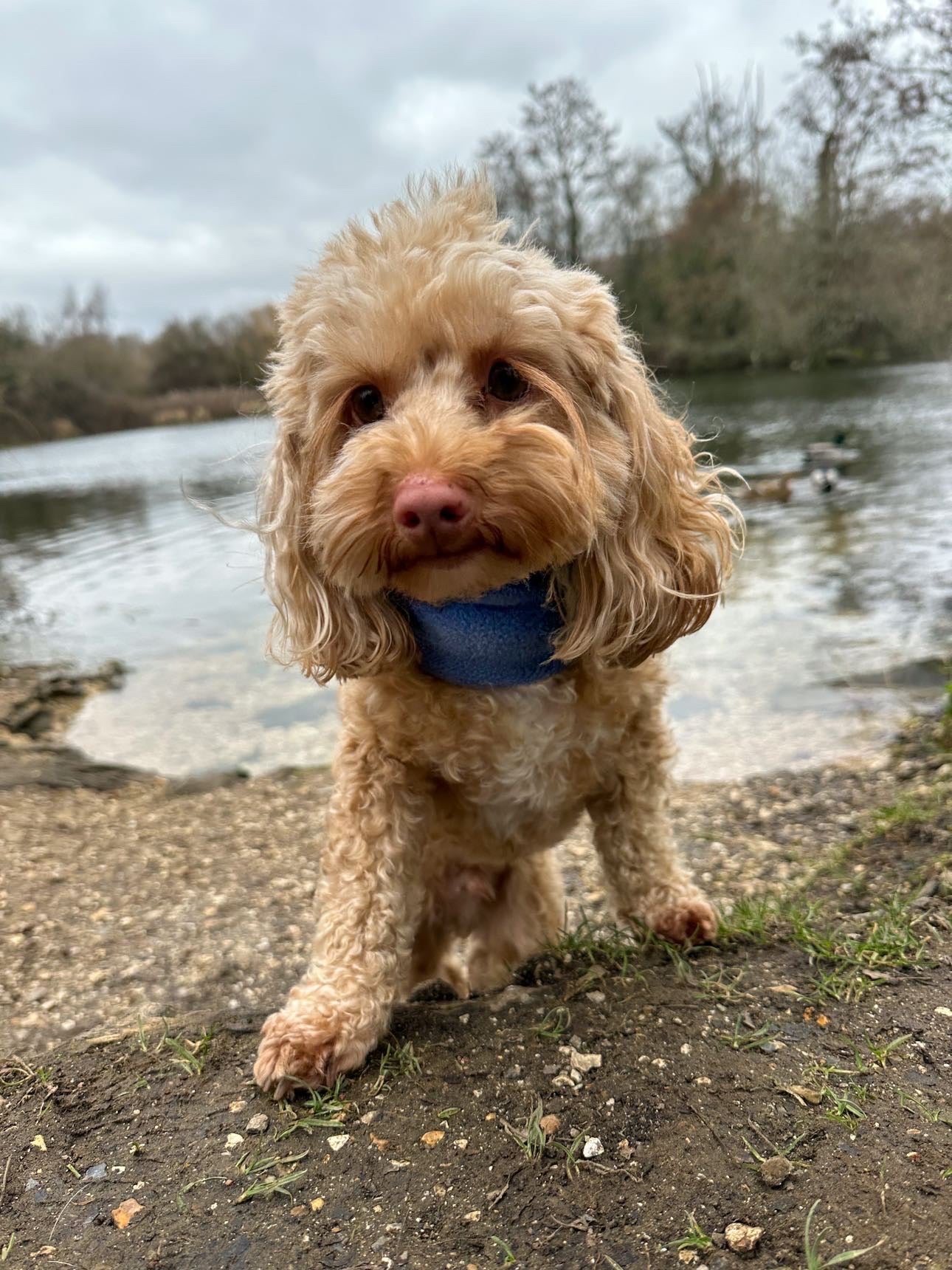 Cockapoo wearing blue snood