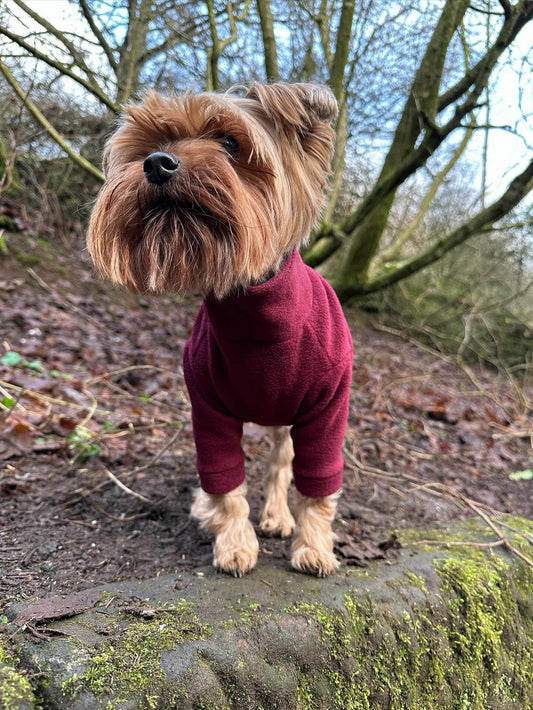 Yorkie wearing wine red fleece