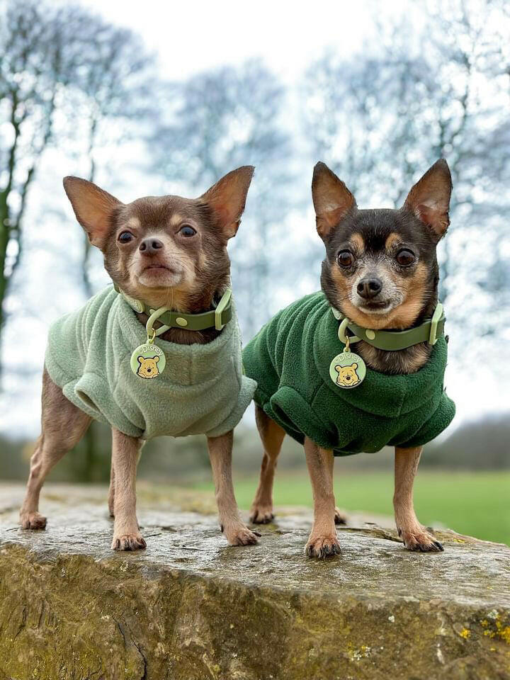 Two chihuahuas one wearing mid green fleece