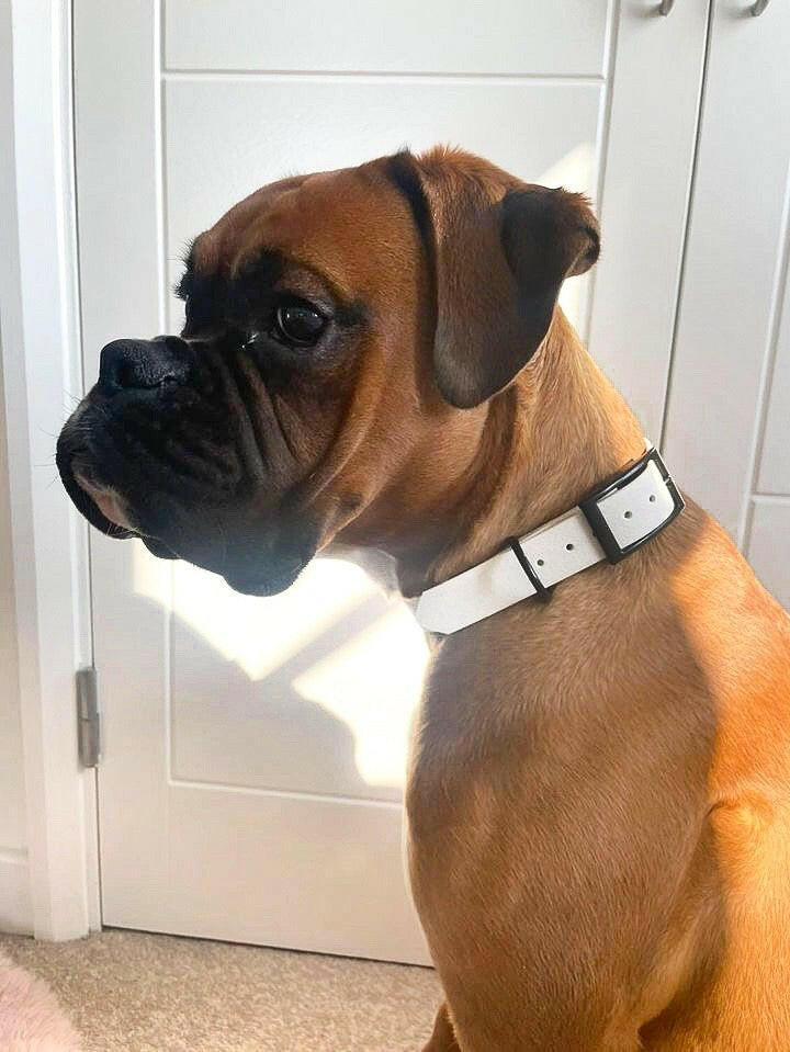 Boxer wearing white and black waterproof dog collar