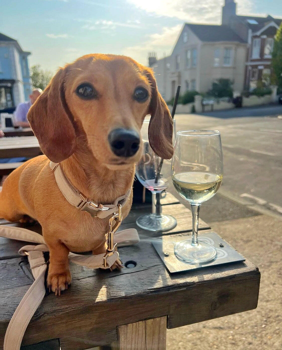 Sausage dog wearing beige velvet collar and lead