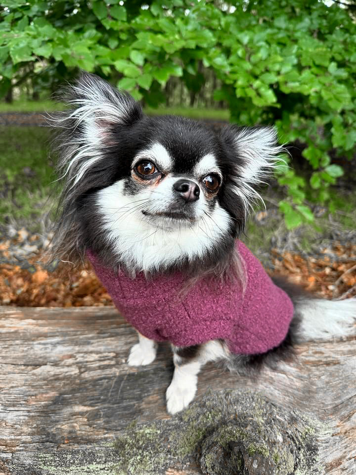 Chihuahua dog in pink teddy borg fleece