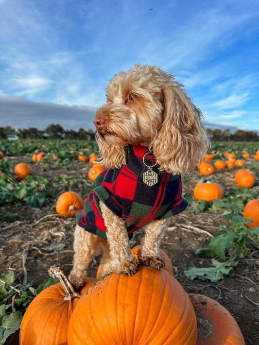 Cockapoo standing on a pumpkin wearing fleece