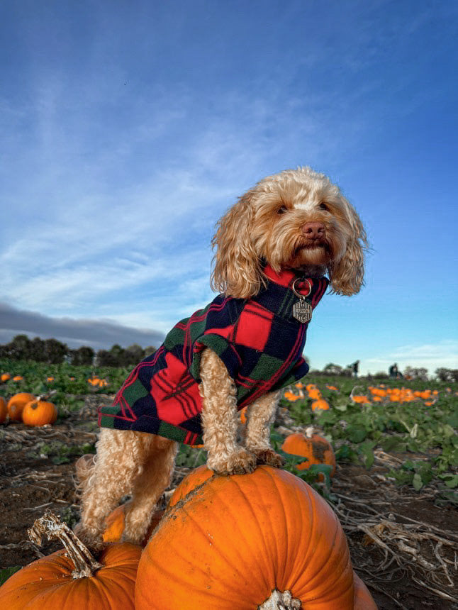 Cockapoo standing on a pumpkin wearing fleece - left side