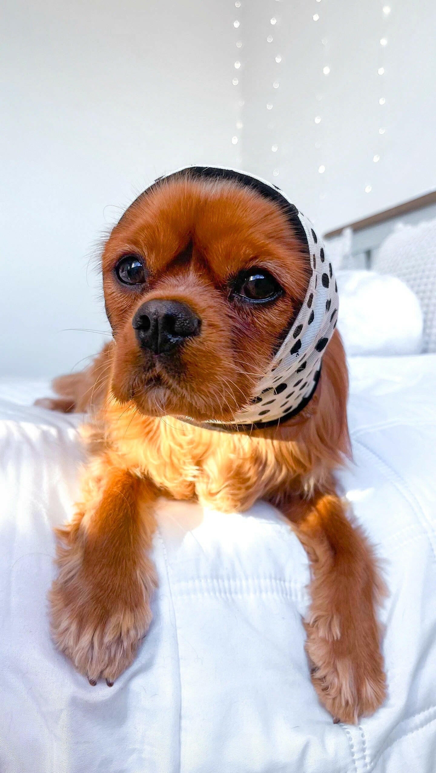 Cavalier wearing green and black raw feeding snood
