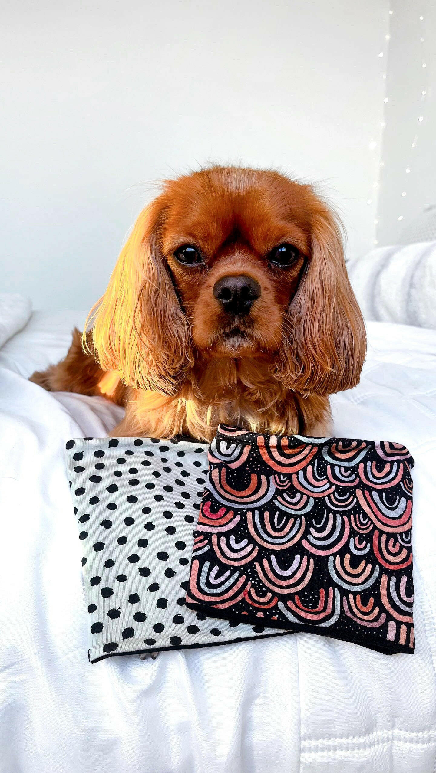 cavalier with mint spooty and rainbow over ear snoods