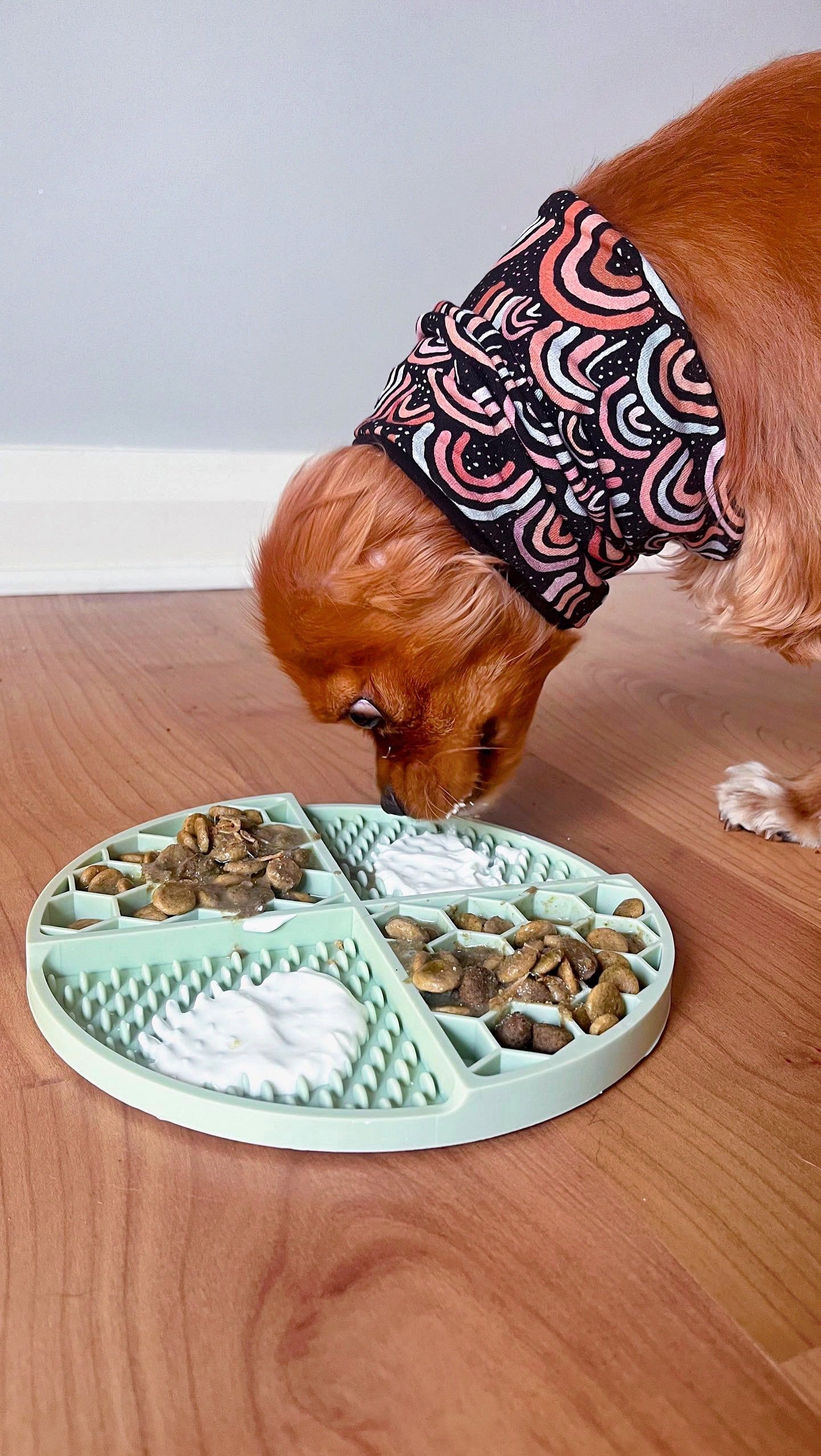 Food Snood for dogs - black over The Rainbow print