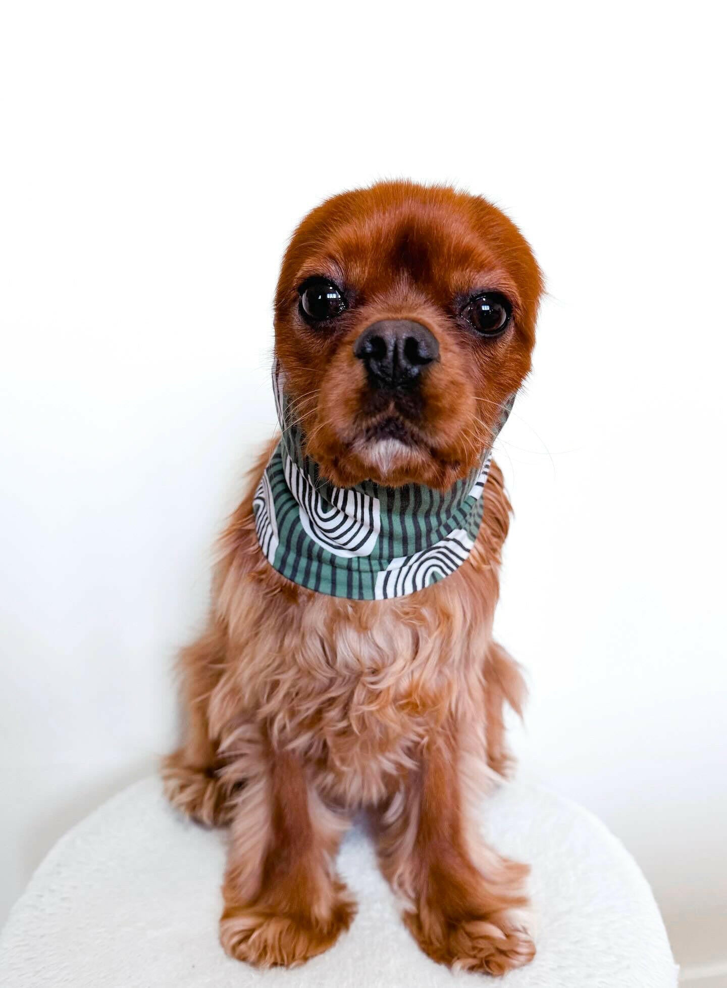 Cavalier wearing a green feeding snood