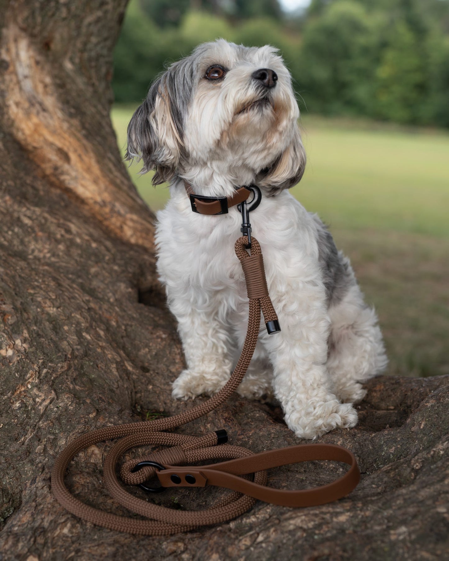 Custom Made | Collar | Waterproof - Brown
