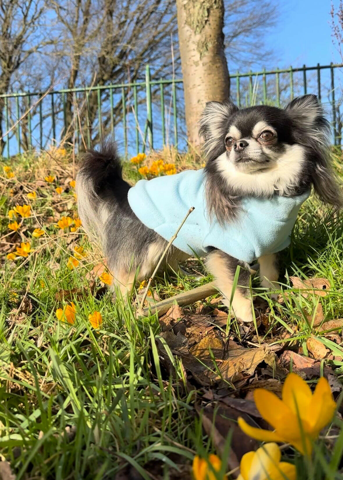 Chihuahua wearing light blue tankie fleece