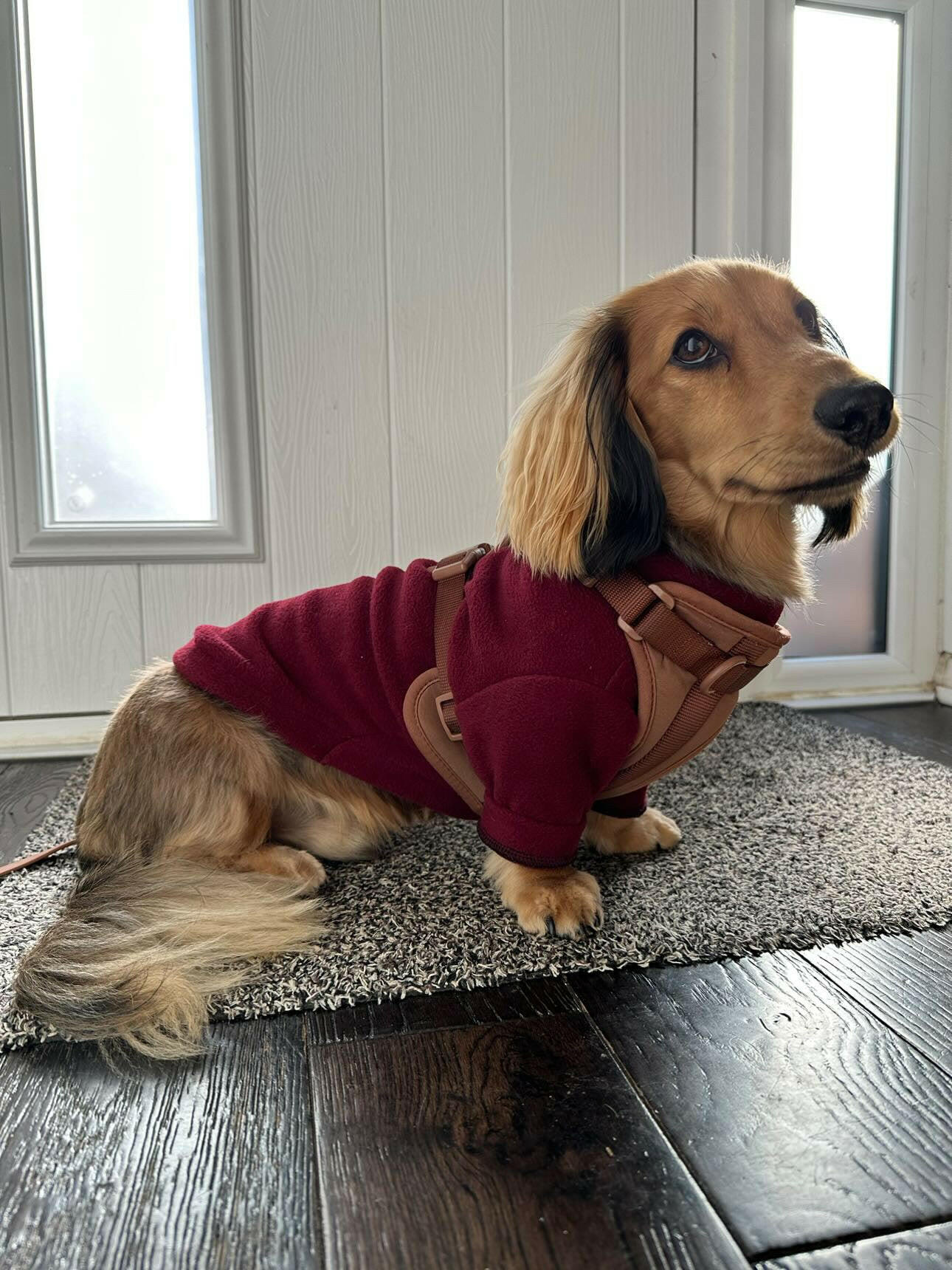 Sausage dog wearing dark red fleece