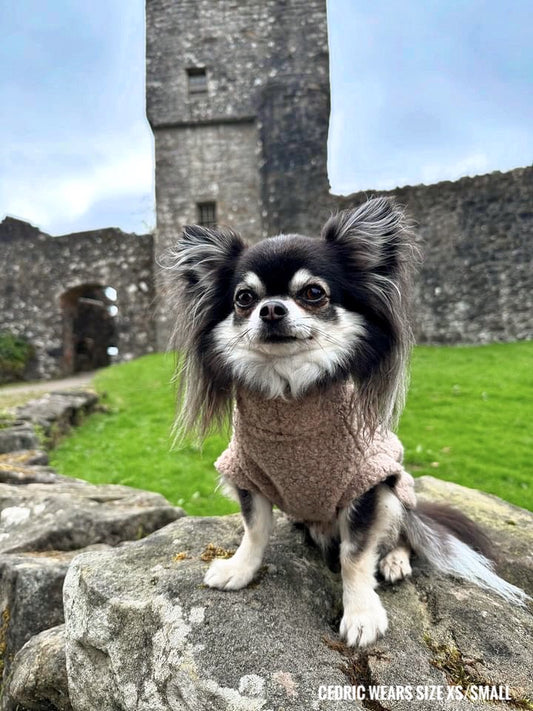 Chihuahua wearing biscotti beige tankie borg fleece