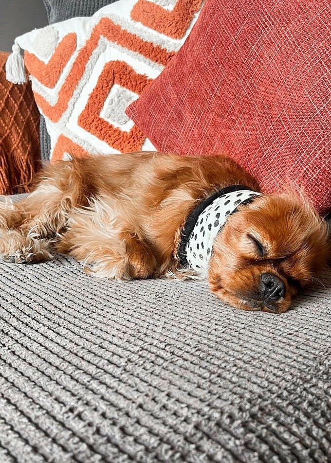 Cavalier wearing anti anxiety calming snood