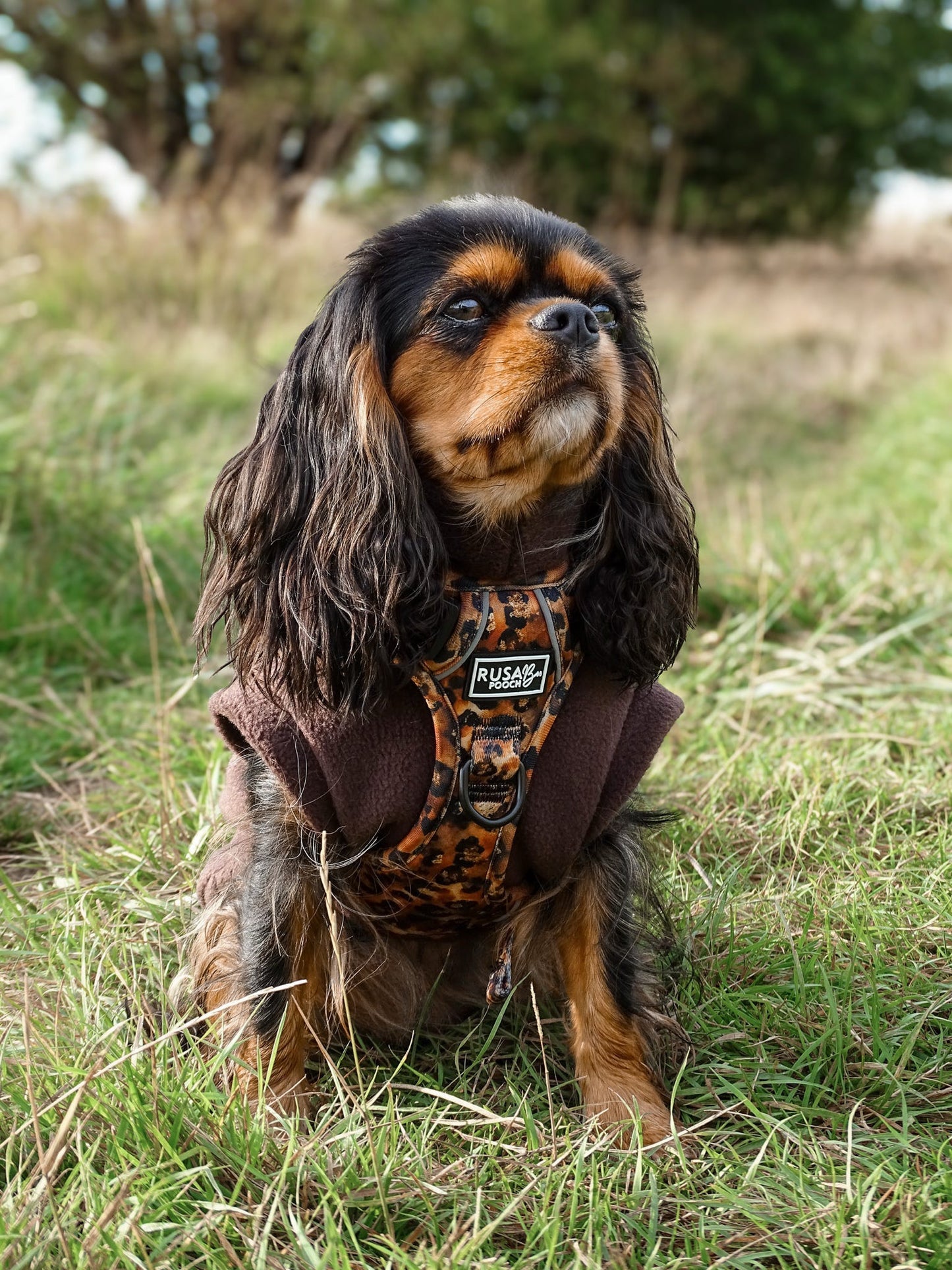 Ready To Ship | Adventure Approved Harness - Savanna