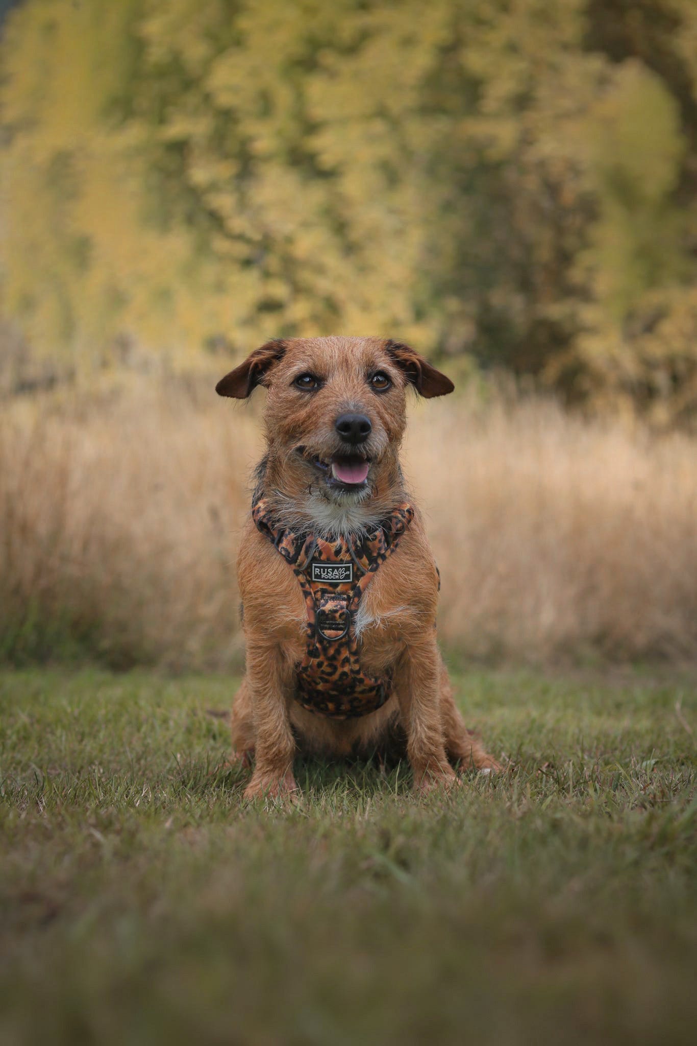 Ready To Ship | Adventure Approved Harness - Savanna