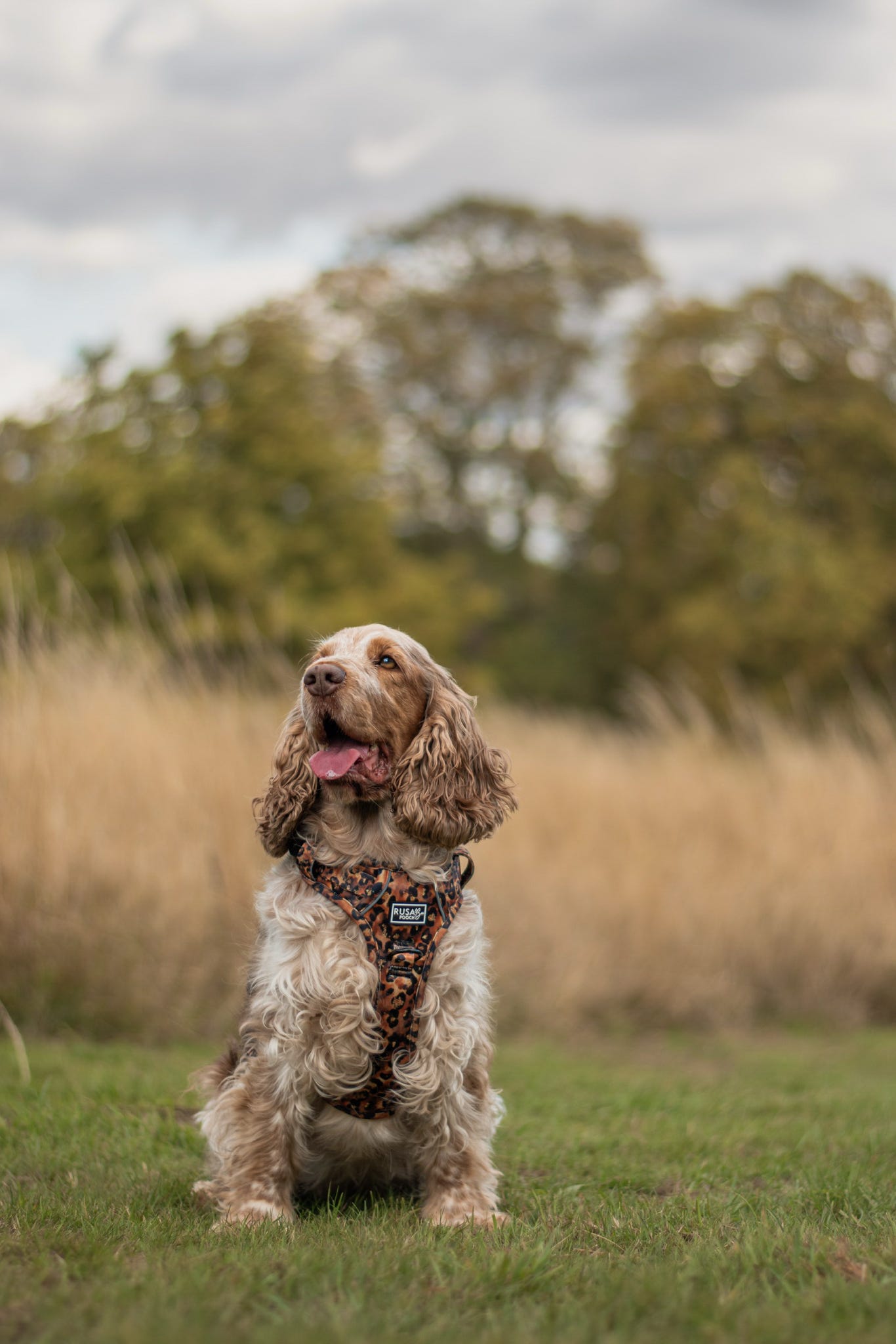 Ready To Ship | Adventure Approved Harness - Savanna