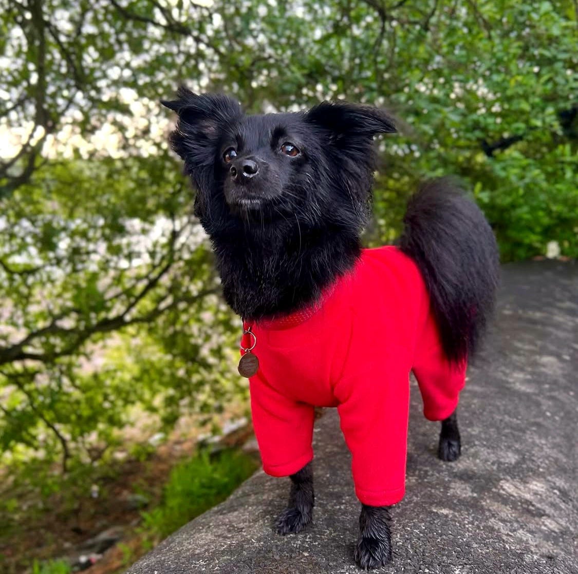 Small dog wearing custom sized 4 legged fleece suit
