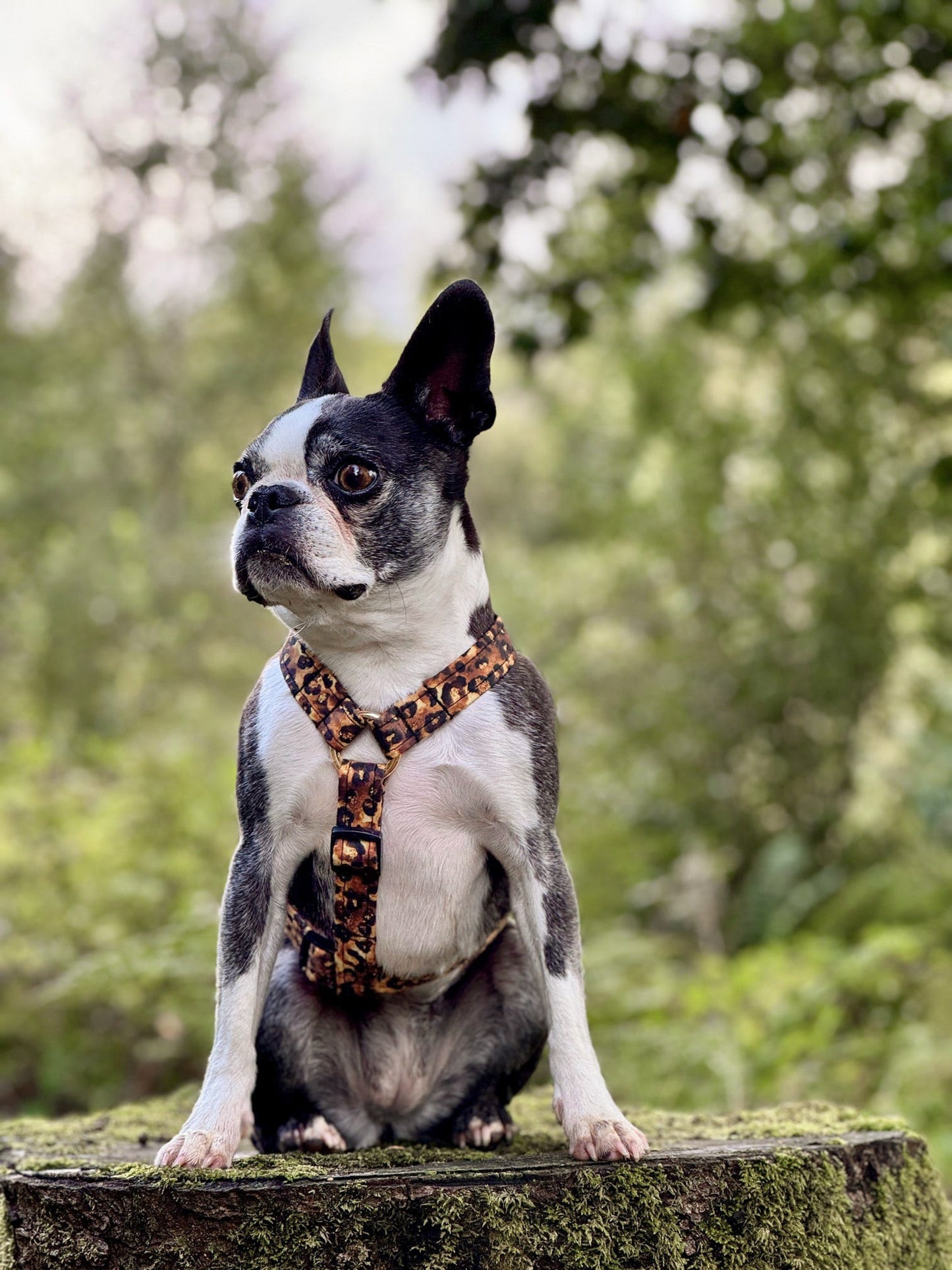 Custom Made | Harness | Fabric Strap - Savanna