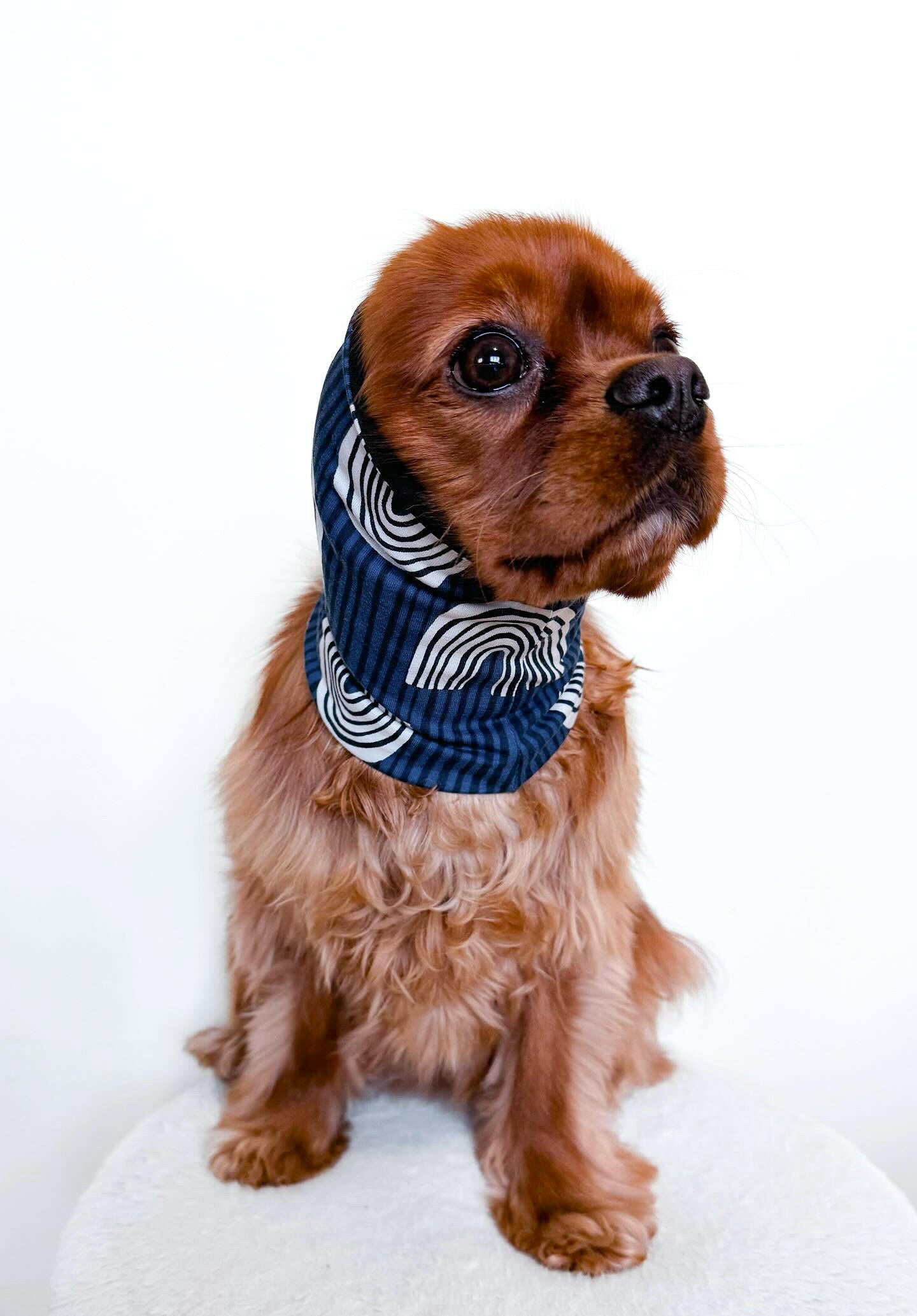 Cavalier wearing navy rainbow feeding snood