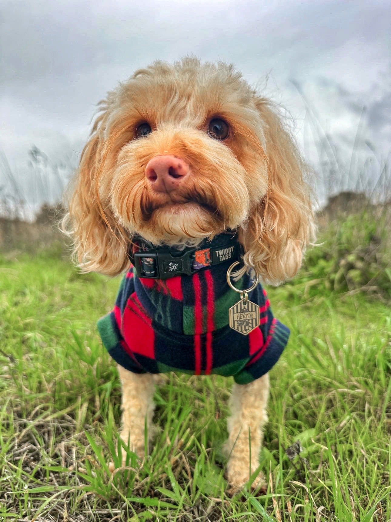 Cockapoo out on a walk wearing plaid fleece