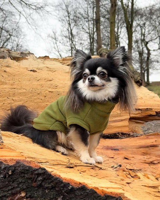 Chihuahua wearing olive green tankie fleece