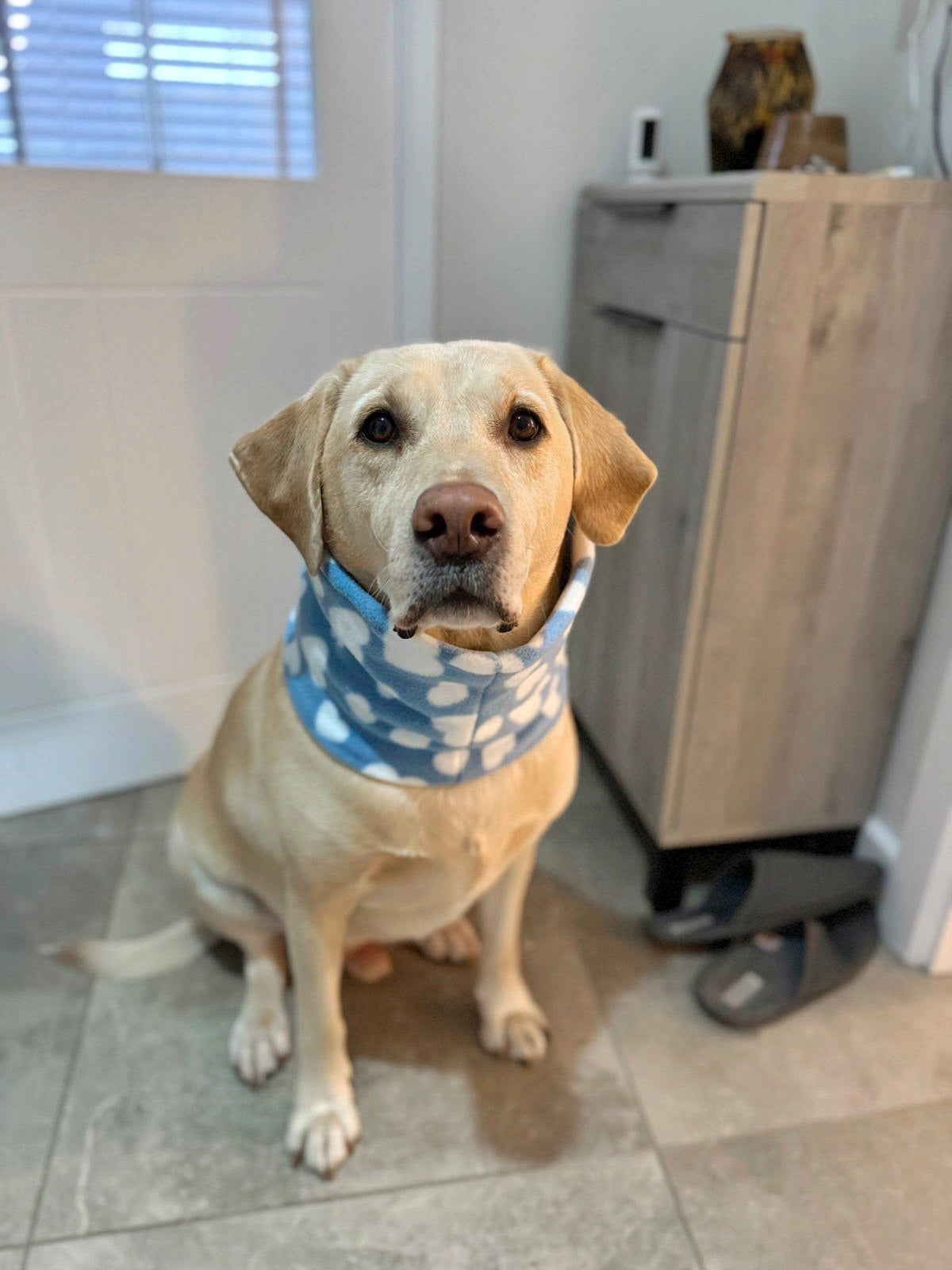Labrador in blue heart print fleece dog snood