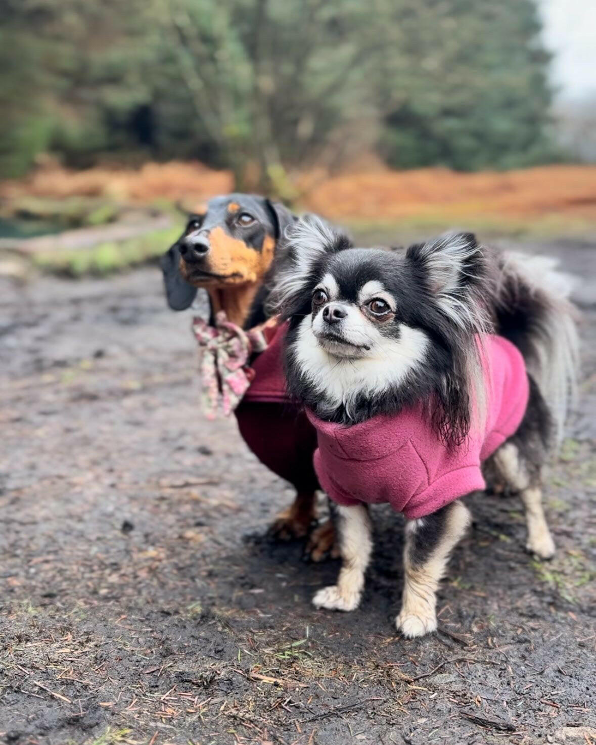 Chihuahua wearing pink polar fleece