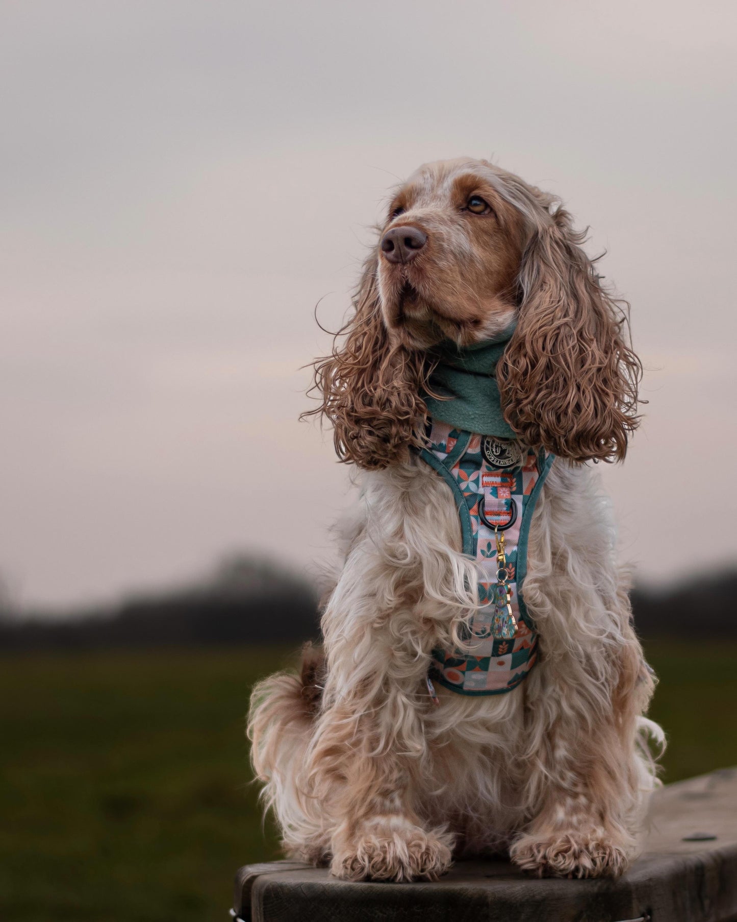 Cocker spaniel wearing aqua polar fleece snood