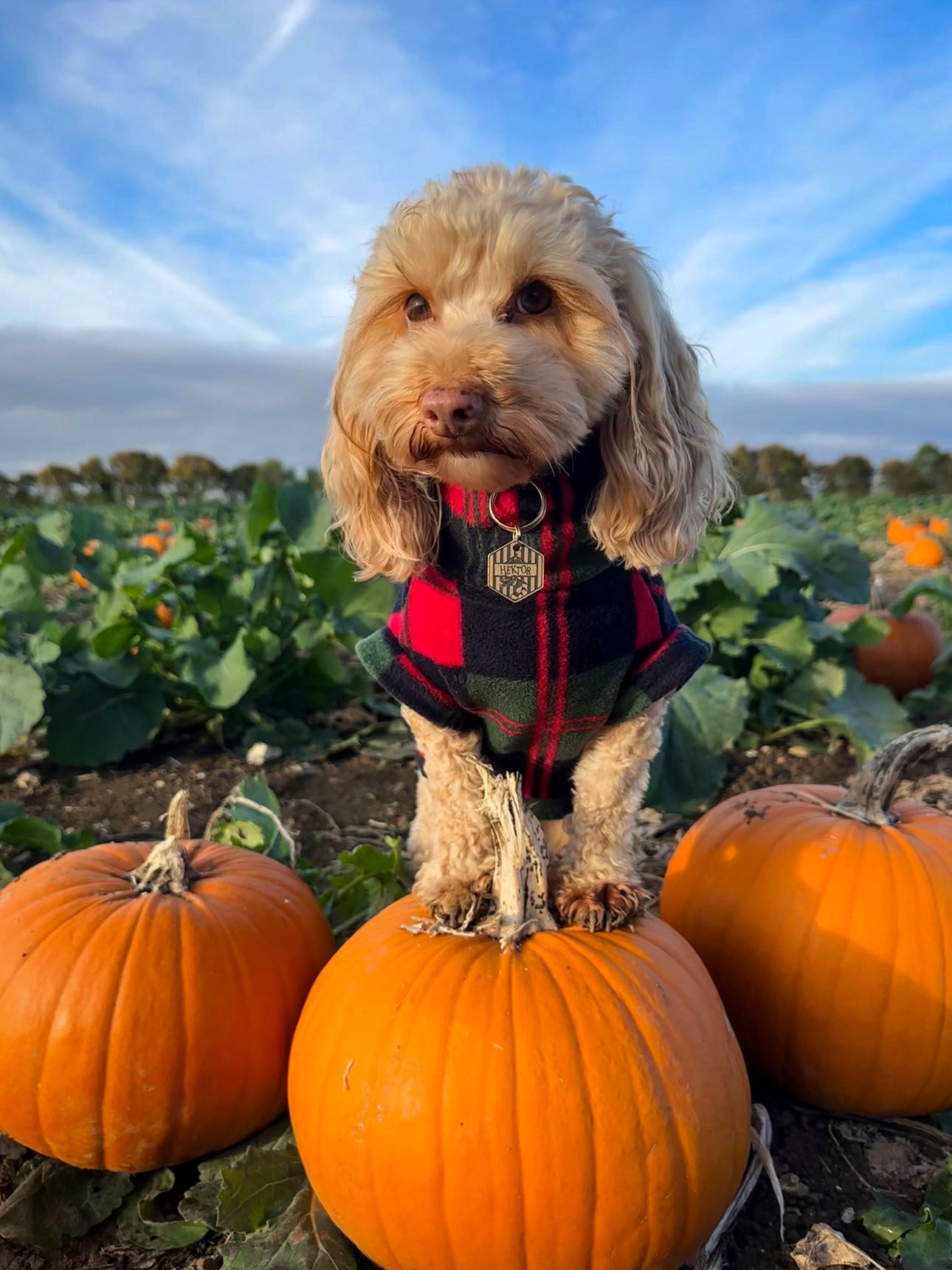 Cockapoo standing on a pumpkin wearing fleece