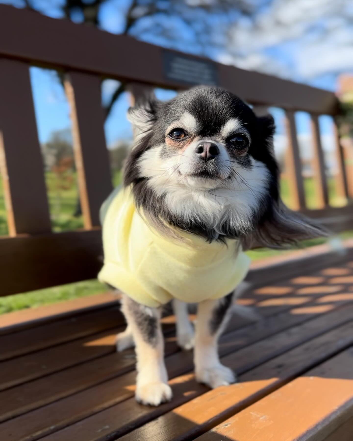 Chihuahua in lemon tankie fleece