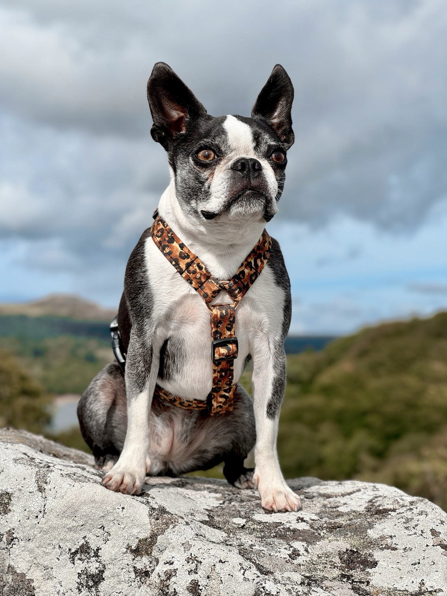 Custom Made | Harness | Fabric Strap - Savanna